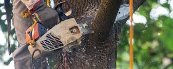 Professional Tree Services in Salem, NJ