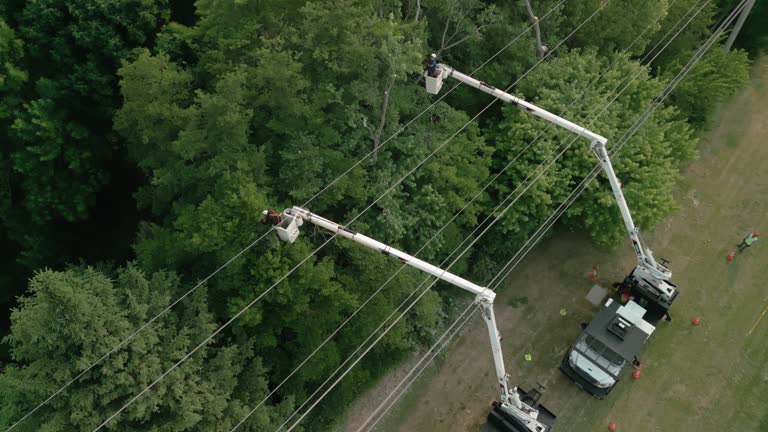 How Our Tree Care Process Works  in  Salem, NJ